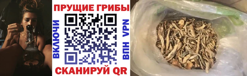 Галлюциногенные грибы Psilocybe закладки Омутнинск